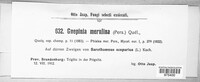 Guepiniopsis buccina image